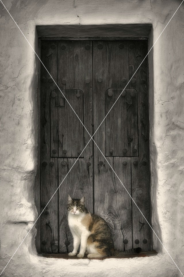 abandoned-cat-classic-237407-1