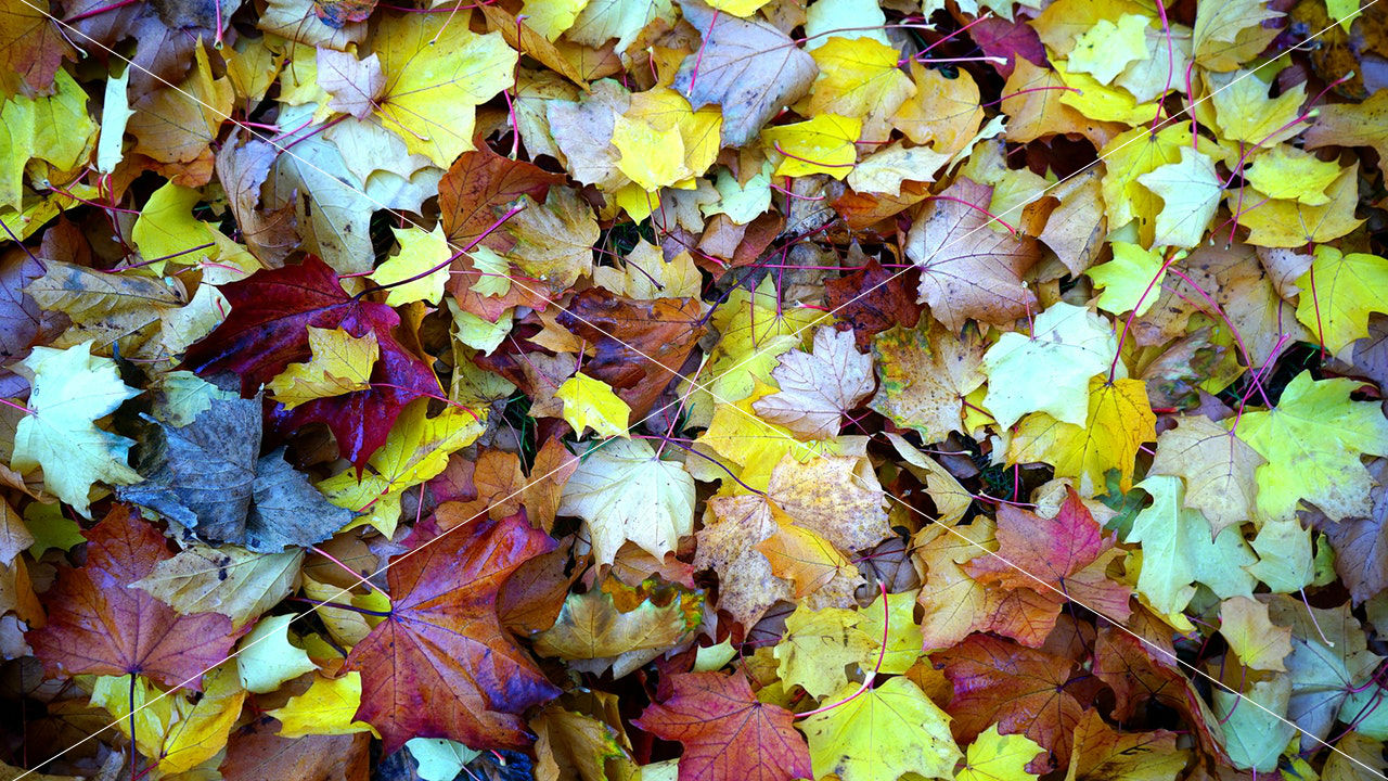 abstract-autumn-autumn-leaves-213613-1