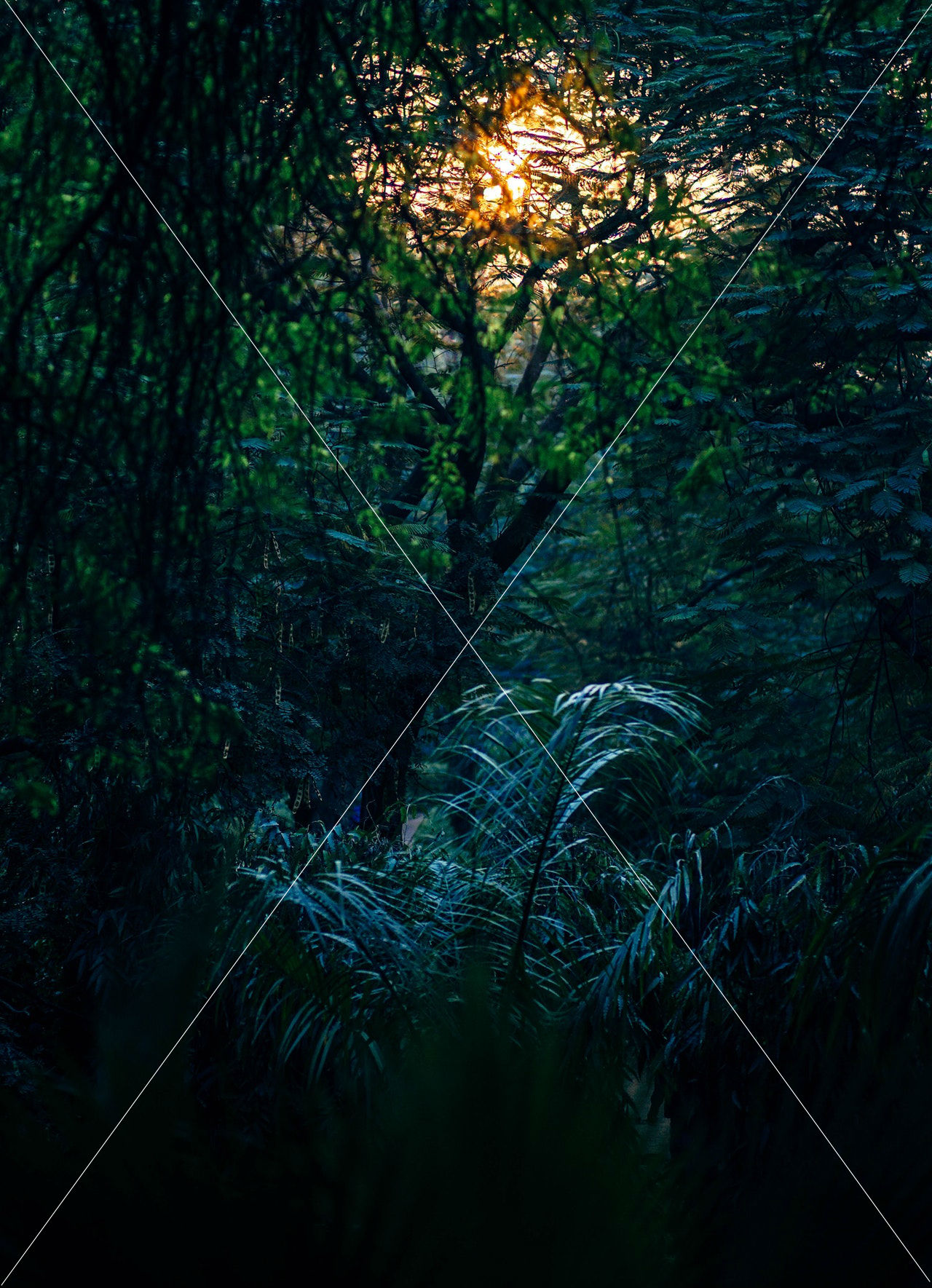 abstract-background-branch-243109-1
