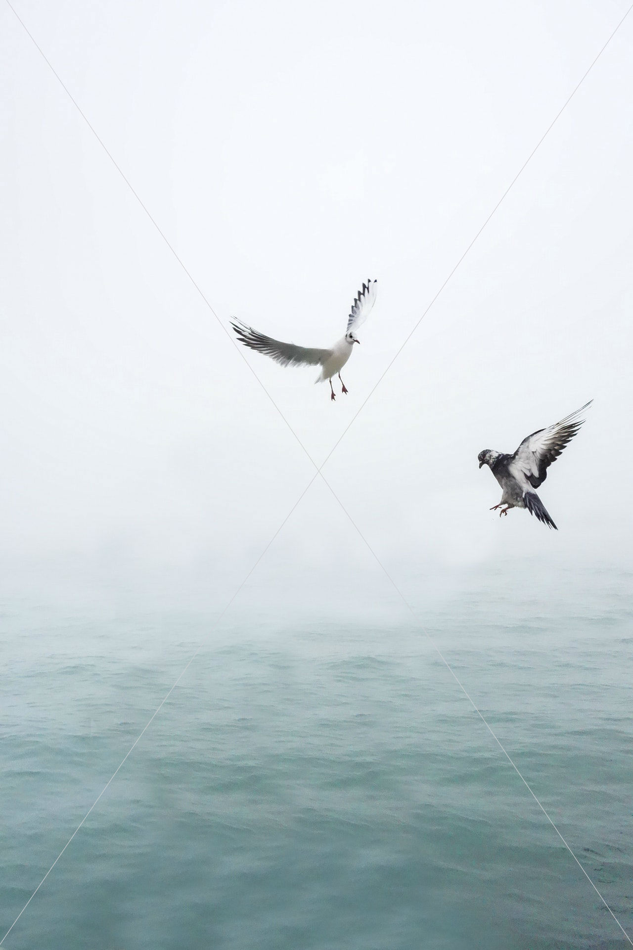 action-animal-beach-207237-1