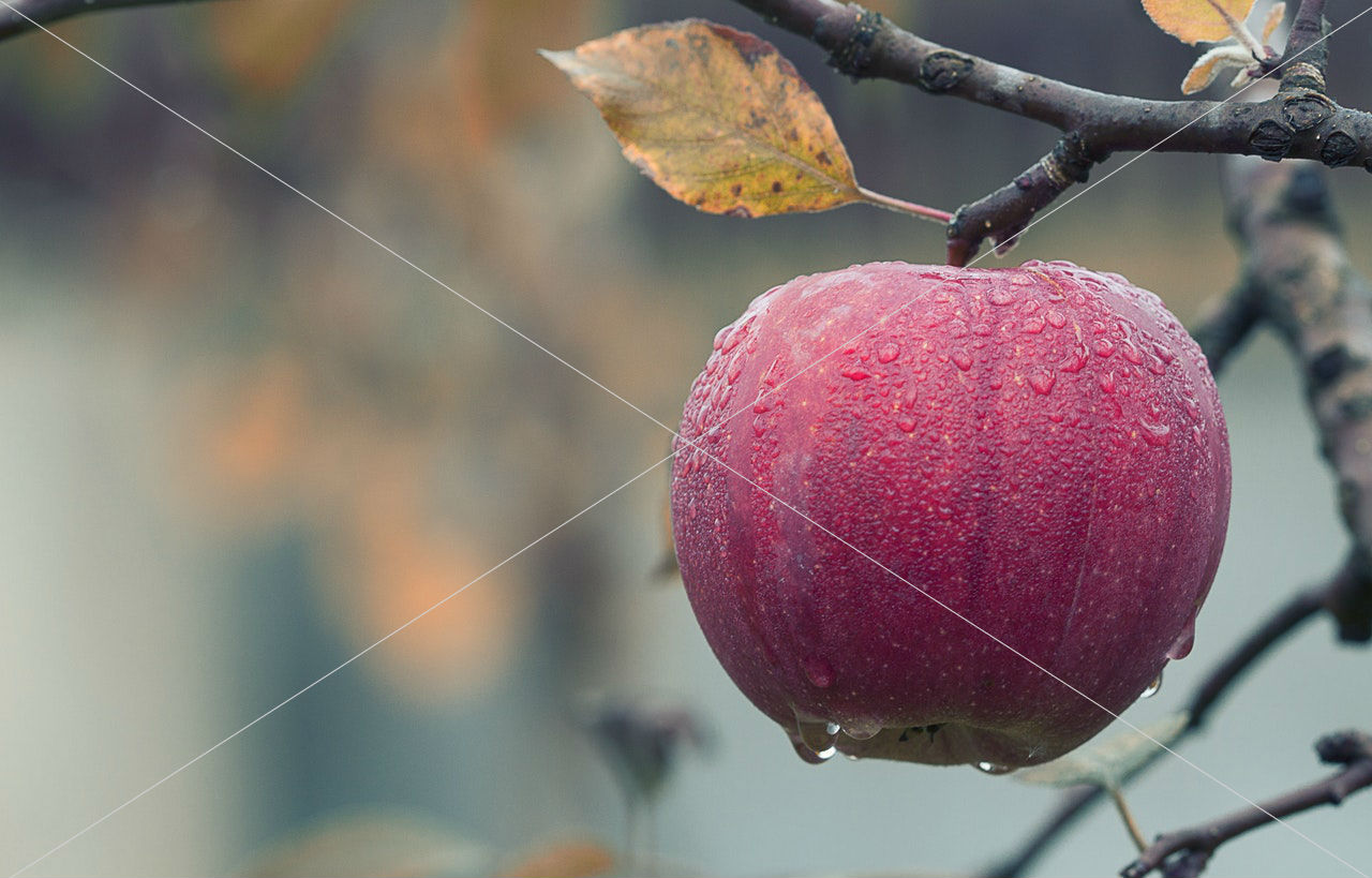 agriculture-apple-blur-257840-1