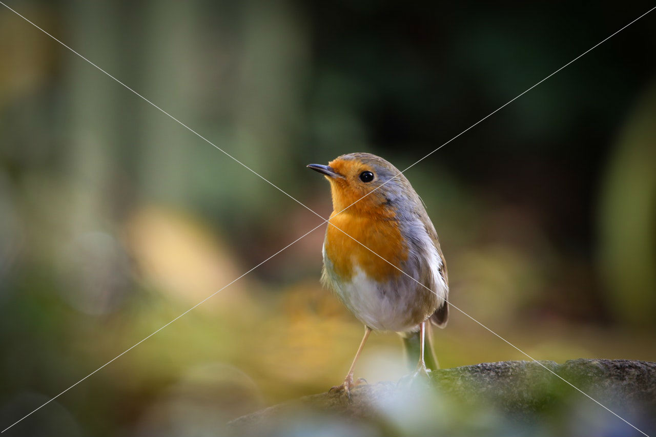 american-robin-animal-avian-1324947-1