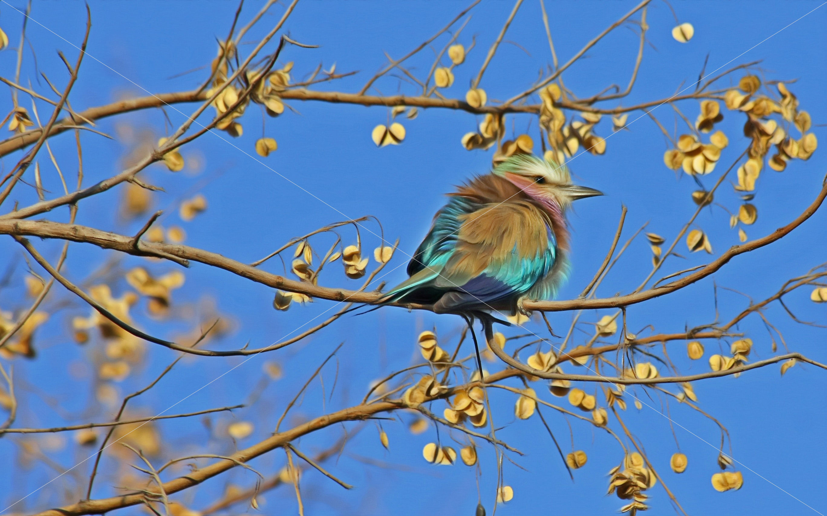 animal-autumn-avian-46528-1