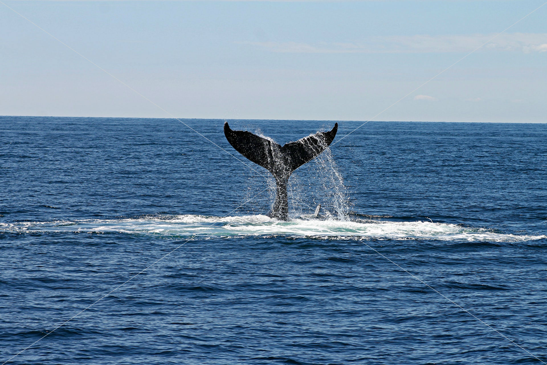 animal-daytime-deep-ocean-892548-1