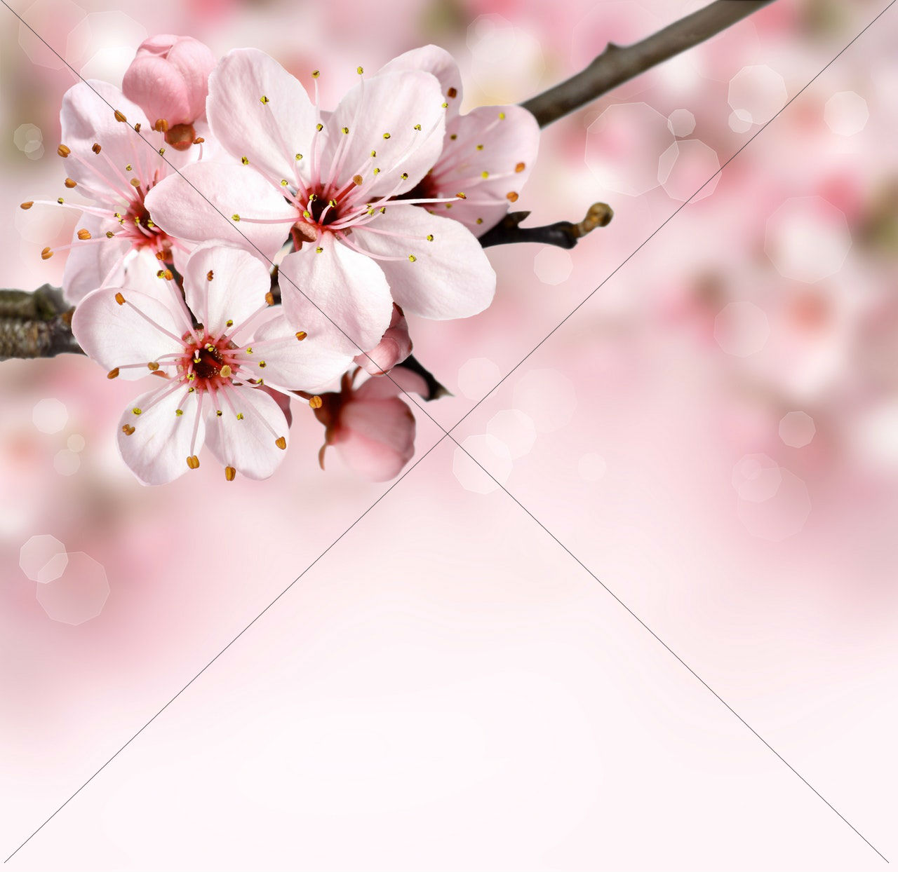 background-bloom-blossom-76997-1