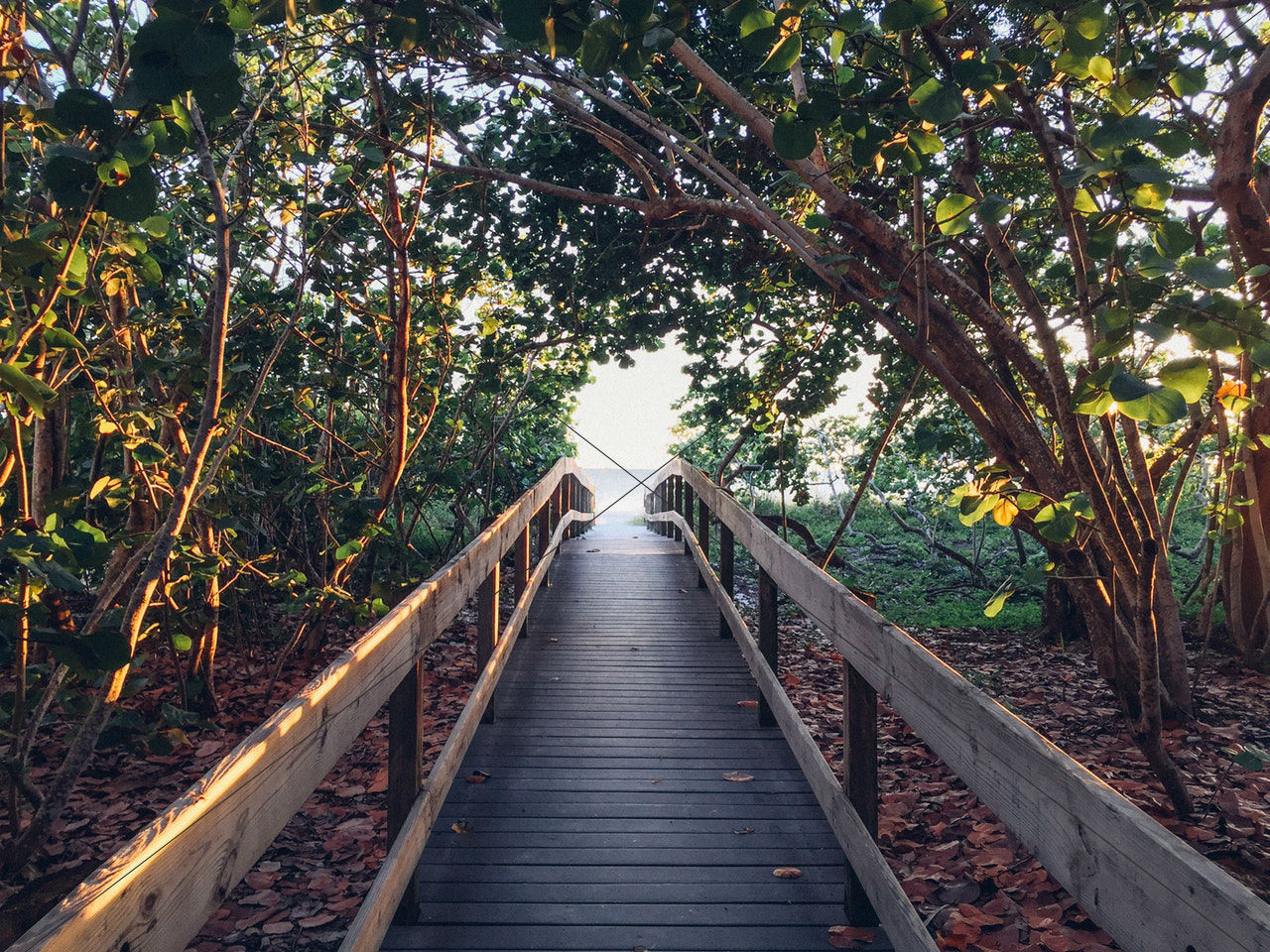 beach-boardwalk-branches-127513